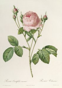 Rosa Centifolia Carnea, da 